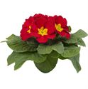 Bild von Primula P10.5 gebroken knop/1bloem Red